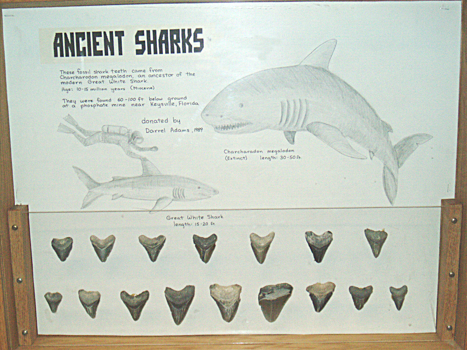 Shark teeth