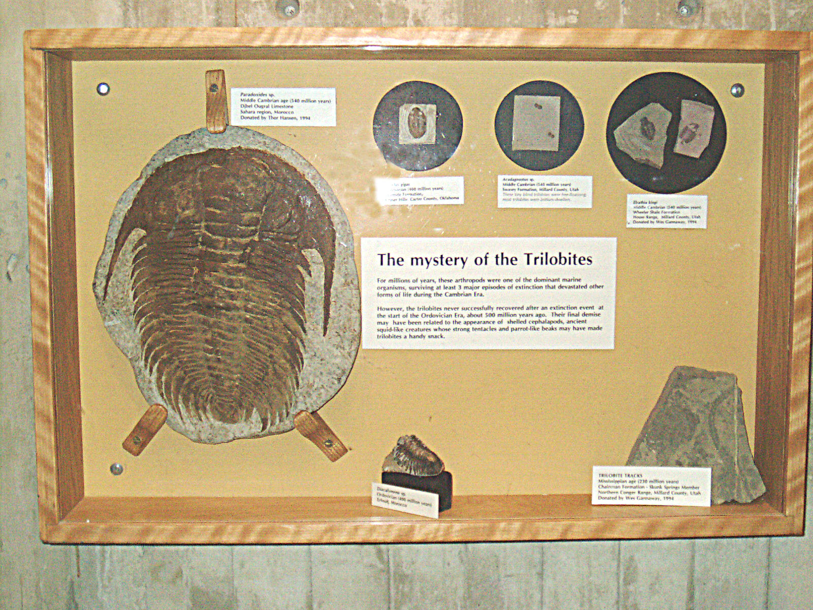 Trilobites